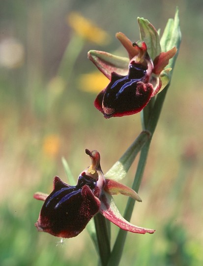 Ophrys doerfleri