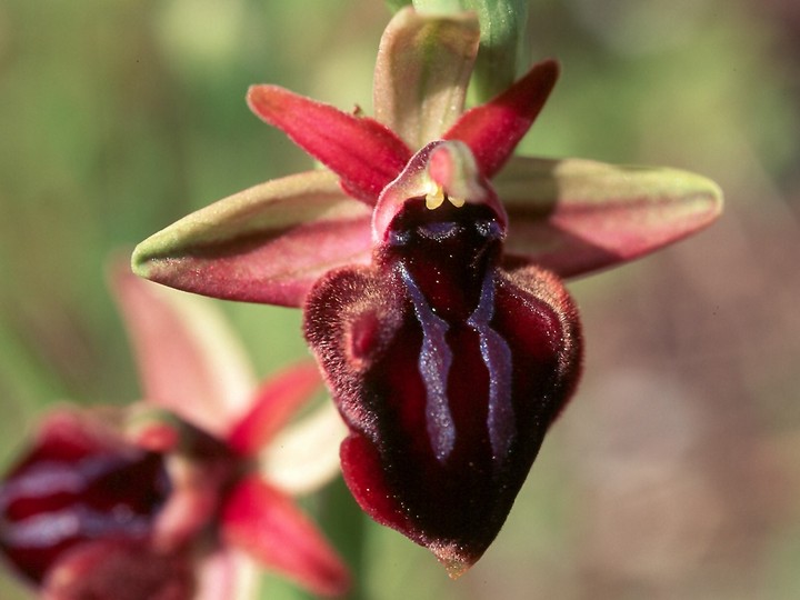 Ophrys spruneri?