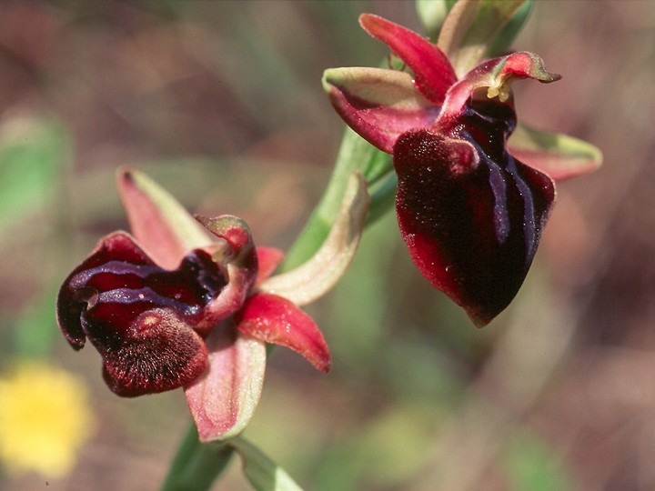 Ophrys spruneri?