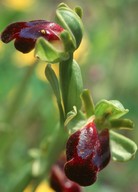 Ophrys iricolor