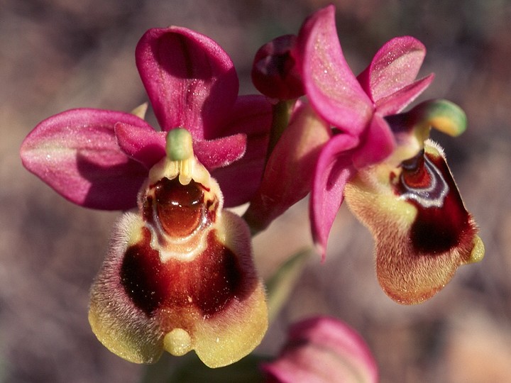 Ophrys tenthredinifera