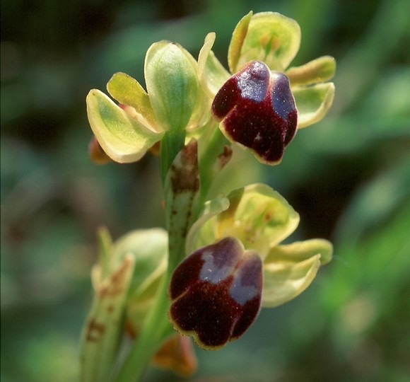 Ophrys fusca