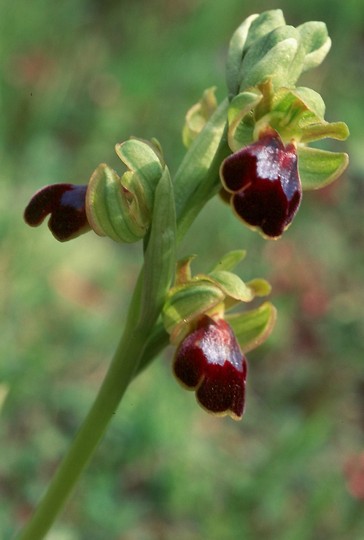 Ophrys fusca