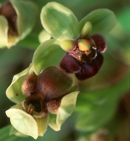 Ophrys bombyliflora