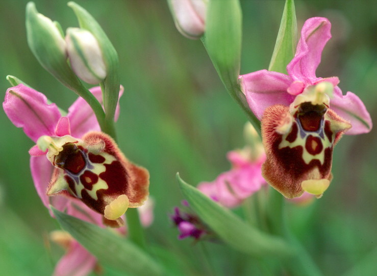 Ophrys episcopalis