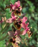 Ophrys tenthredinifera