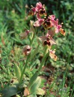 Ophrys tenthredinifera