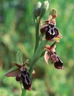 Ophrys cretica