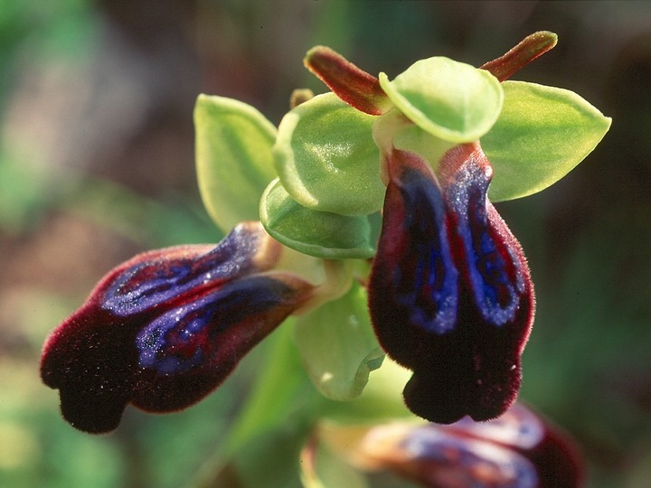 Ophrys iricolor