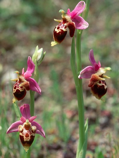 Ophrys heldreichii