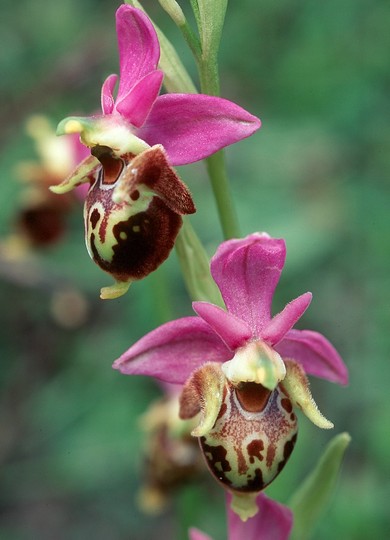 Ophrys heldreichii