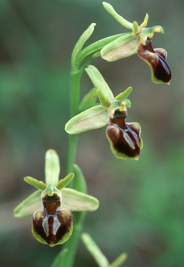 Ophrys gortynia