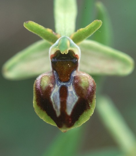 Ophrys gortynia