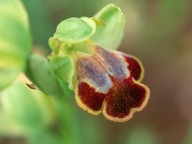 Ophrys funerea