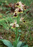 Ophrys tenthredinifera