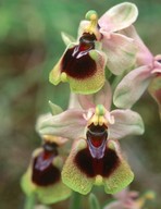 Ophrys tenthredinifera