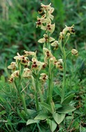 Ophrys tenthredinifera