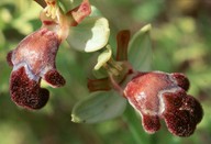 Ophrys omegaifera