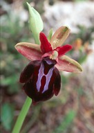 Ophrys spruneri