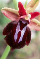 Ophrys spruneri