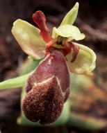 Ophrys basilissa