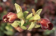 Ophrys basilissa