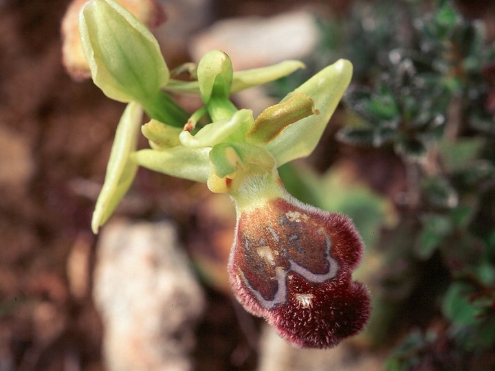 Ophrys basilissa