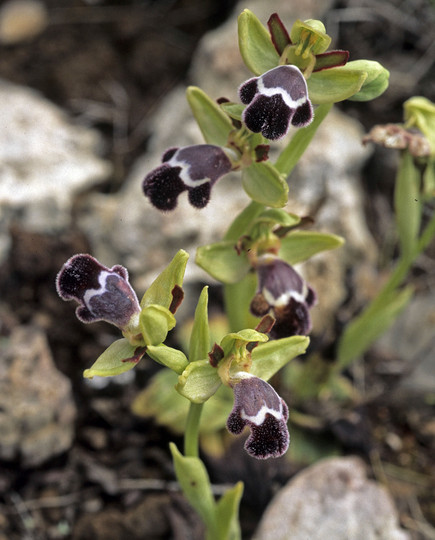 Ophrys fleischmannii