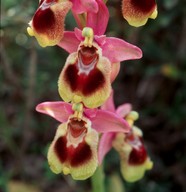 Ophrys tenthredinifera