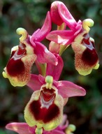 Ophrys tenthredinifera