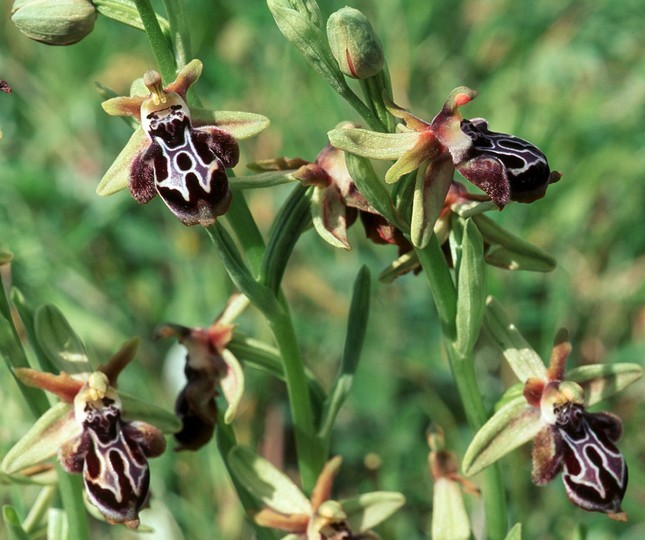 Ophrys cretica