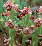 Ophrys umbilicata