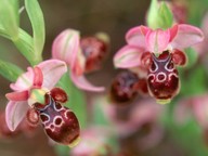 Ophrys umbilicata