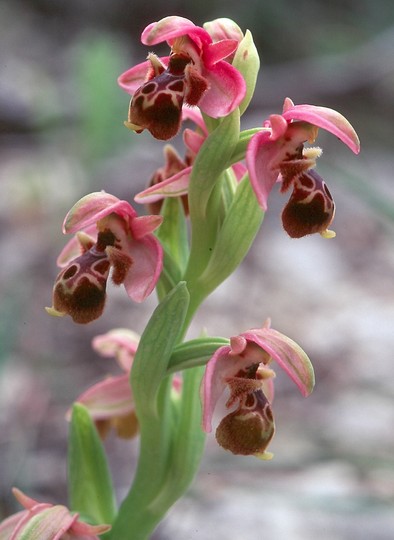 Ophrys umbilicata