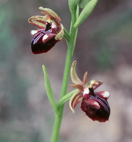 Ophrys mammosa