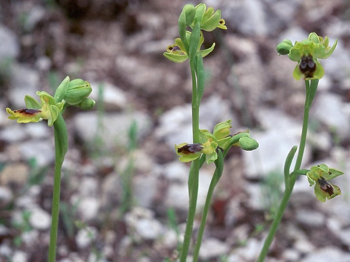 Ophrys galilaea