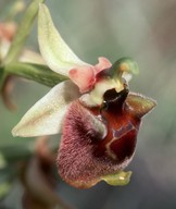 Ophrys levantina