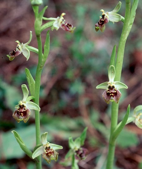 Ophrys bornmuelleri