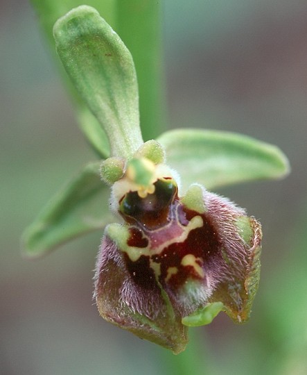 Ophrys bornmuelleri