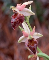 Ophrys elegans