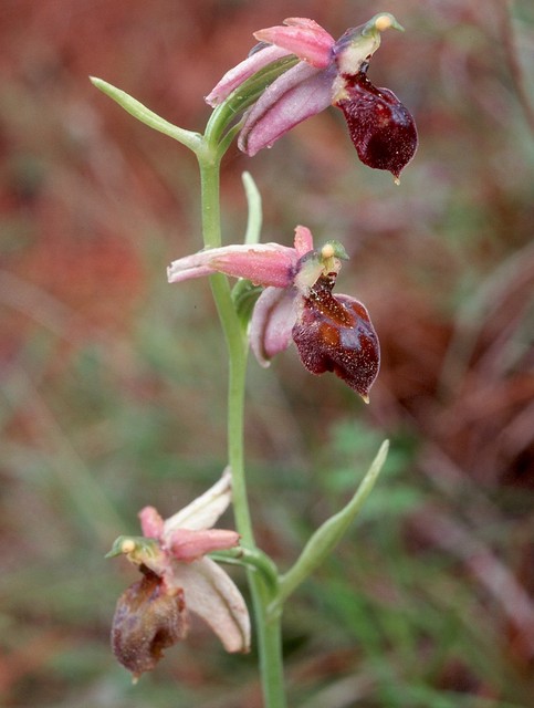 Ophrys elegans