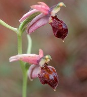 Ophrys elegans