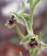 Ophrys bornmuelleri