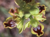 Ophrys galilaea