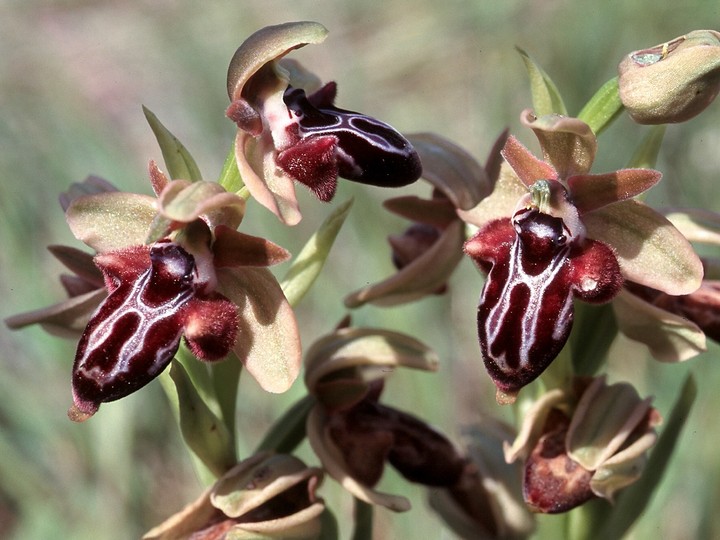 Ophrys kotschyi