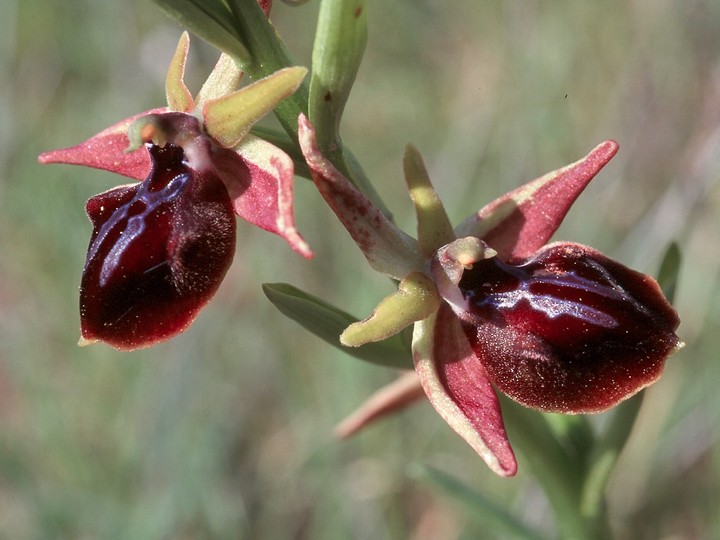 Ophrys mammosa