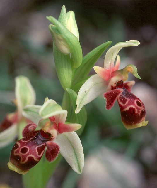 Ophrys umbilicata