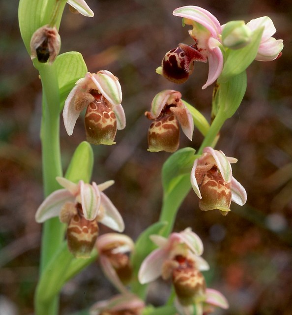 Ophrys umbilicata