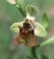 Ophrys levantina