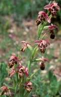 Ophrys umbilicata?
